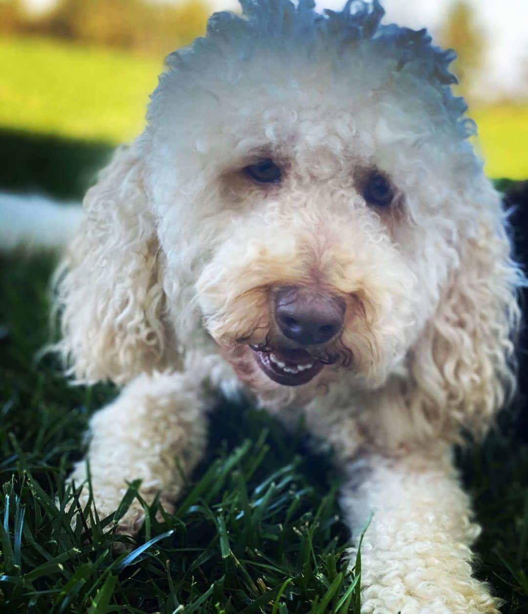 ジェニー・ガースさんのインスタグラム写真 - (ジェニー・ガースInstagram)「Doggie photo shoot time!  Sandy, Pearl, Buddy, Fred (or Ed we can’t decide), Pinky.  #dogs #dogsofinstagram #sunday #partyoffiveedit」4月27日 2時35分 - jenniegarth