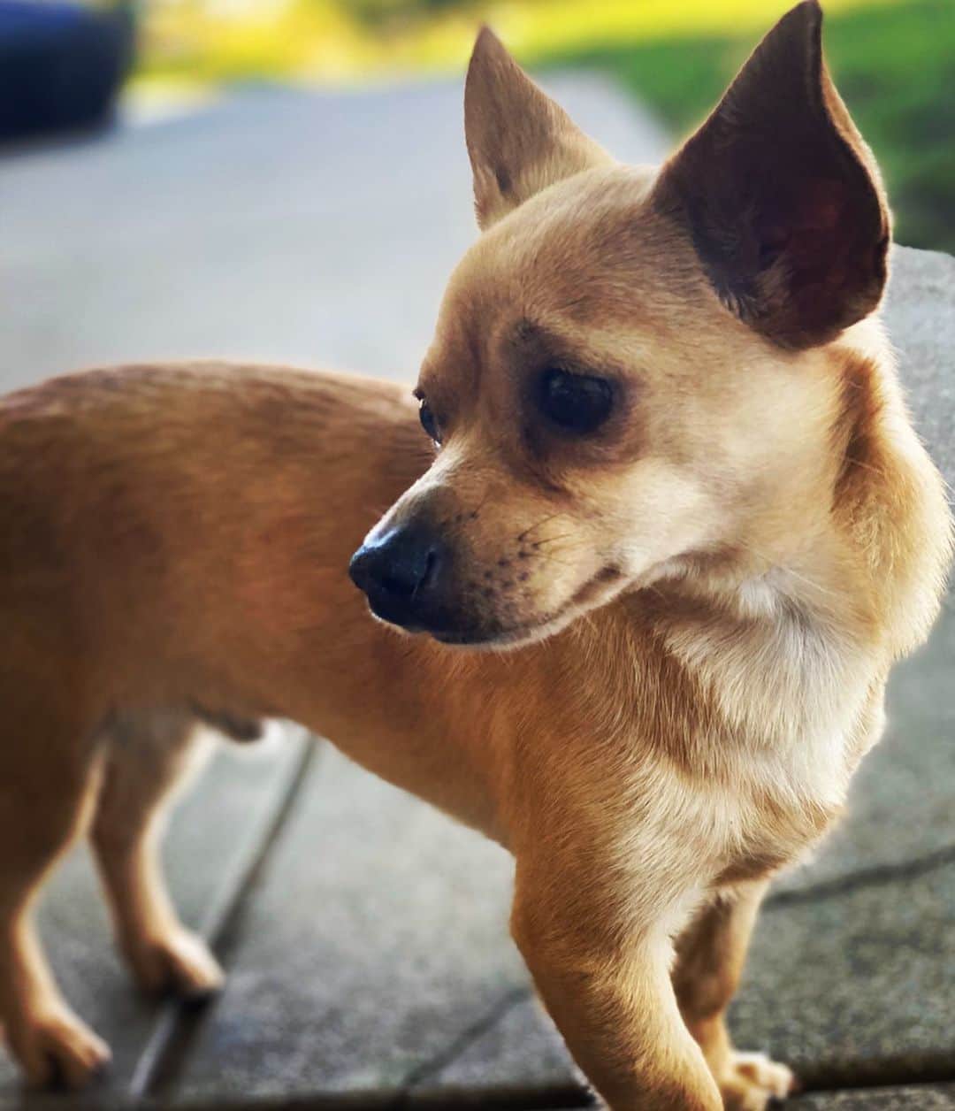 ジェニー・ガースさんのインスタグラム写真 - (ジェニー・ガースInstagram)「Doggie photo shoot time!  Sandy, Pearl, Buddy, Fred (or Ed we can’t decide), Pinky.  #dogs #dogsofinstagram #sunday #partyoffiveedit」4月27日 2時35分 - jenniegarth
