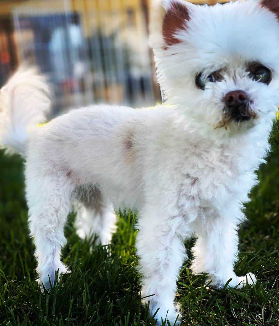 ジェニー・ガースさんのインスタグラム写真 - (ジェニー・ガースInstagram)「Doggie photo shoot time!  Sandy, Pearl, Buddy, Fred (or Ed we can’t decide), Pinky.  #dogs #dogsofinstagram #sunday #partyoffiveedit」4月27日 2時35分 - jenniegarth