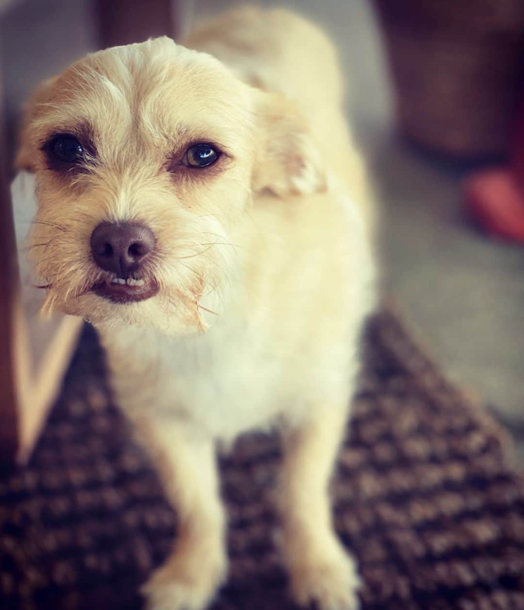 ジェニー・ガースさんのインスタグラム写真 - (ジェニー・ガースInstagram)「Doggie photo shoot time!  Sandy, Pearl, Buddy, Fred (or Ed we can’t decide), Pinky.  #dogs #dogsofinstagram #sunday #partyoffiveedit」4月27日 2時35分 - jenniegarth