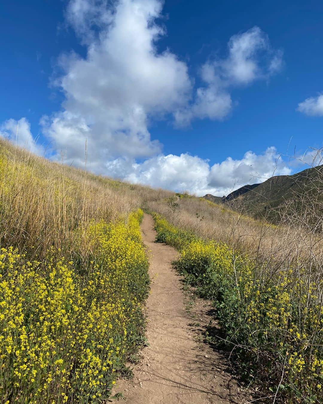 リース・ウィザースプーンさんのインスタグラム写真 - (リース・ウィザースプーンInstagram)「I’ve been thinking a lot about @CherylStrayed lately. About her 1000 mile journey on the PCT after the death of her mother and her divorce. How lost she felt. How she walked her way back to the woman she wanted to be. How hard it was to be on the journey alone, both physically and mentally. How she realized that no one was coming to save her, she was going to have to save herself. Like we all do. We save ourselves. Everyday. ⠀ ⠀ In #Wild she says: "Uncertain as I was as I pushed forward, I felt right in my pushing, as if the effort itself meant something. That perhaps being amidst the undesecrated beauty of the wilderness meant I too could be undesecrated, regardless of the regrettable things I'd done to others or myself or the regrettable things that had been done to me. Of all the things I'd been skeptical about, I didn't feel skeptical about this: the wilderness had a clarity that included me."💛」4月27日 1時37分 - reesewitherspoon