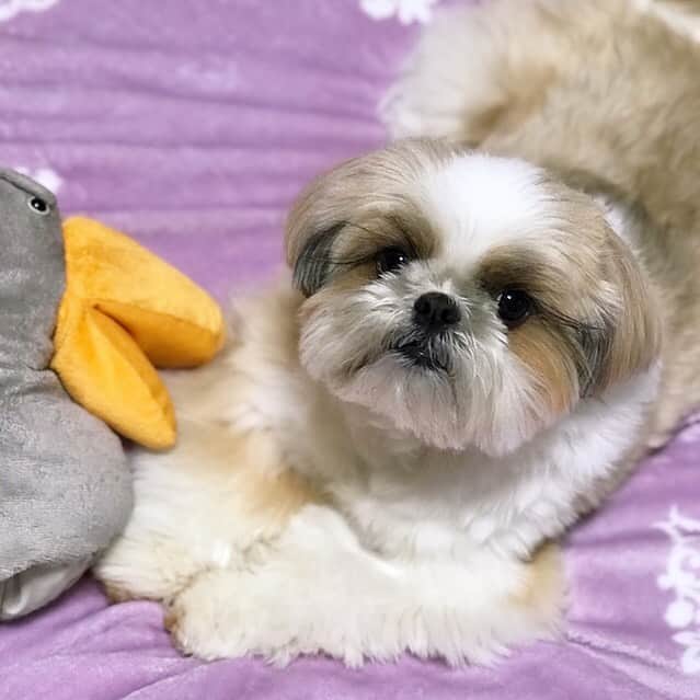 のインスタグラム：「モサってきました🐶🐏☁️」