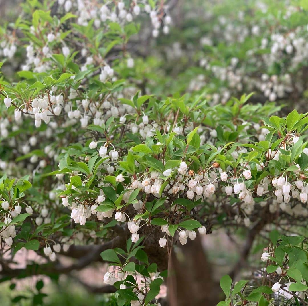 青山有紀さんのインスタグラム写真 - (青山有紀Instagram)「アトリエの近く🌸 #地球浄化中なんだね✨🌏✨」4月26日 17時44分 - yukiaoya