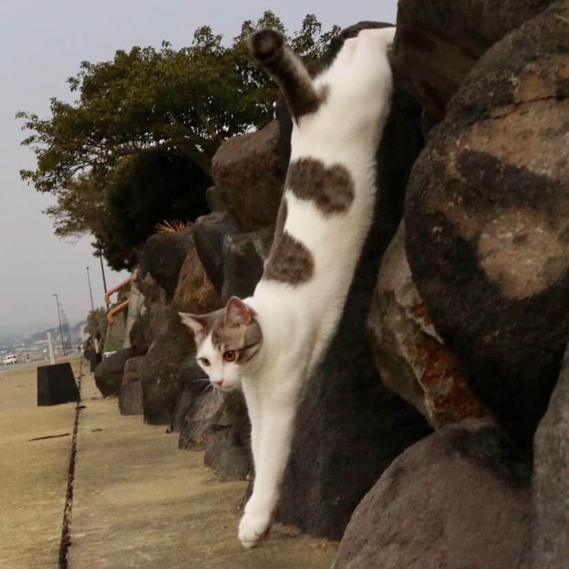 Nyankichi Noranekoのインスタグラム