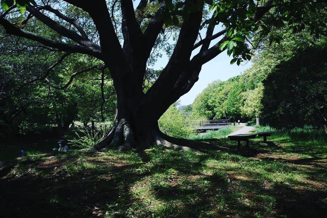 佐藤東弥のインスタグラム：「近所の公園へ魔犬と」