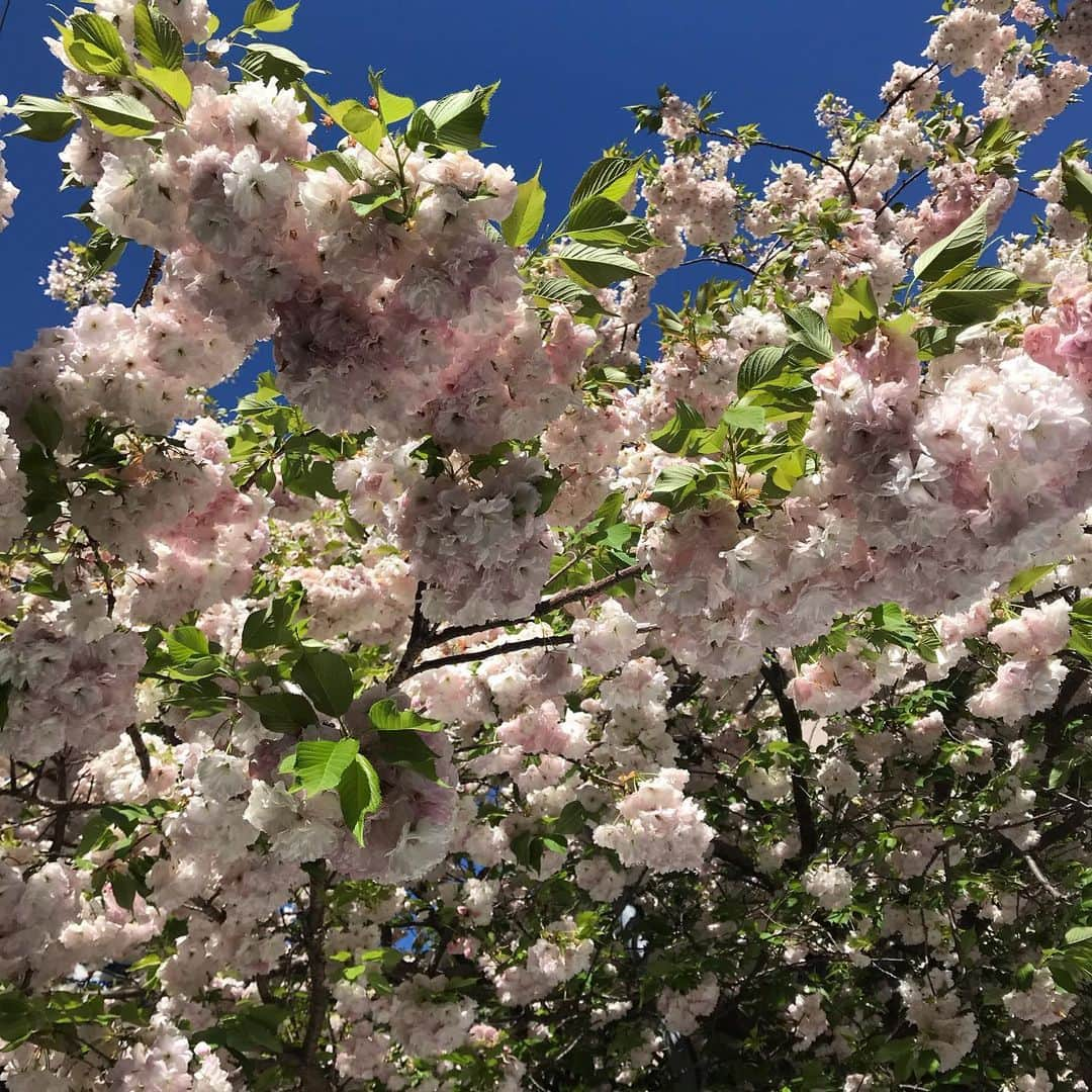 青山倫子さんのインスタグラム写真 - (青山倫子Instagram)「4月26日　夜9時から放送される テレビ朝日　森村誠一　ミステリースペシャル 〝終着駅シリーズ　雪の螢〟 に出演させて頂きます。 今年の1月に放送された作品です。  先日お亡くなりになられた岡江久美子さん。 信じられません。 前回出演させて頂いた終着駅シリーズの時に、なかなかうまくいかないシーンがあり情けなくなる中、焦ってしまって。。 そんな時に岡江さんは私のところに来てくださって、「大丈夫？焦らなくて大丈夫よ。自分の思うようにやってね」と優しく声をかけてくださいました。 その言葉の魔法は、今でも温かく私を支えてくれています。 本当に愛情深くて優しい方でした。 心からご冥福をお祈り致します。  終着駅シリーズ　雪の螢 ぜひ見てください。  #青山倫子  #テレビ朝日 #森村誠一ミステリースペシャル #終着駅 #雪の螢  #おうち時間 #うちで過ごそう #stayhome」4月26日 19時37分 - noriko_aoyama1229