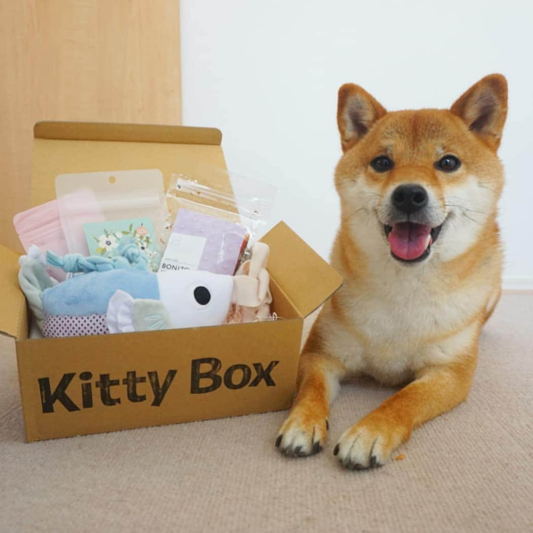 柴犬コマリのインスタグラム：「Tooth brushing😬✨ ４月BoxはエイプリルフールでKittyBoxに😁 #ドギボケア部 発足ということで、コマリの歯磨きを撮ってみました💡毎日朝晩の食後にゴシゴシ✨ 歯ブラシを見ると逃げるようになってからはおやつあげながらだし、裏側は嫌がるので全然磨けず😅前歯は指で塗るだけ＆奥歯は自分で噛んでもらってます笑 うまく磨ける方法があれば教えてください〜🙏 . @doggybox_jp #doggybox #ドキボ . #柴犬コマリ #柴犬 #赤柴 #日本犬 #いぬのきもち #shiba #shibainu #shibadog #shibalove #shibastagram」