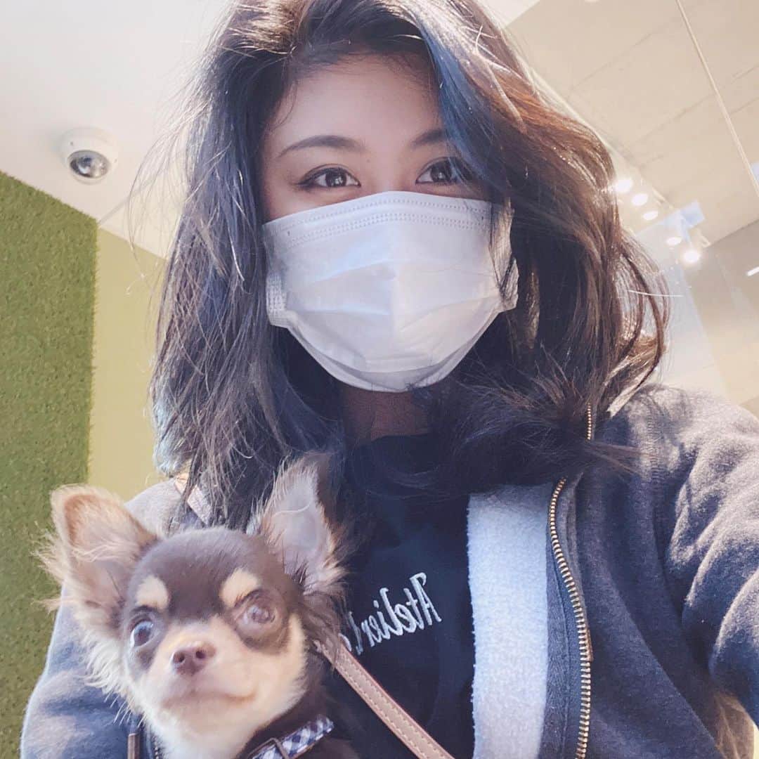 Rina Itagakiのインスタグラム：「Another #quarantine week done✔︎ 朝から片付けしてお散歩してご飯作ってたらあっという間に1日が終わっちゃった😳毎日過ぎるの早いな〜！ 気づけばもうゴールデンウィークじゃん🤔 #potd #チワワ #チョコタン #5ヶ月 #パピー #いぬのいるくらし」