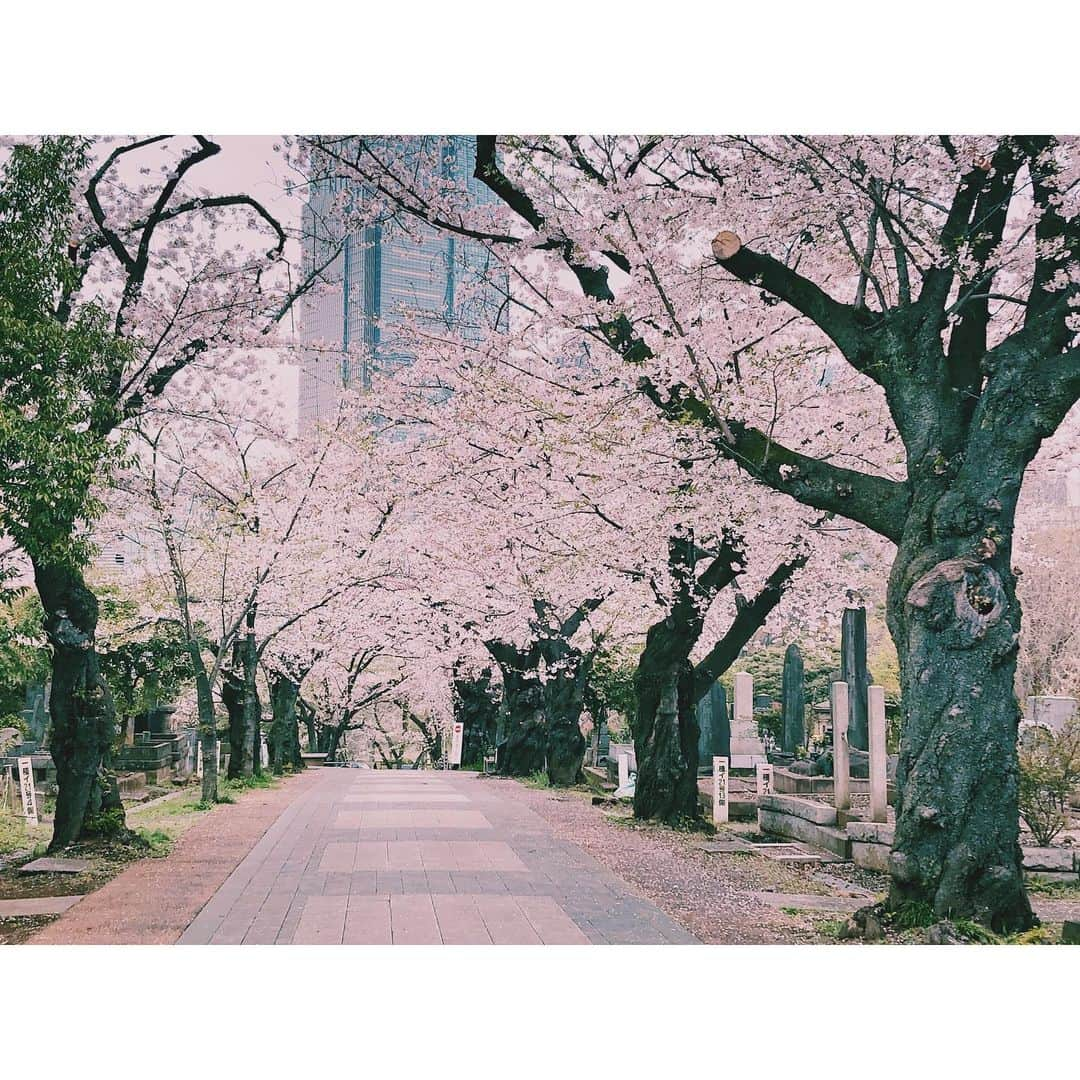 潘めぐみさんのインスタグラム写真 - (潘めぐみInstagram)「ここの桜並木、好きなんですよ。 . 趣あるでしょ。 . おもむろに撮った桜の写真。 . 昨日 #そらつなぎ の写真を探してたら、アップしてないの、たくさんSDの中に入ってた。 . ４月もあと少しで終わるけど . 季節外れのバーチャル花見という . 趣のない名（笑）の下に . 載せていこうかな、桜の写真。 . #いつかの花 #いつかの桜 #桜 #さくら #サクラ #sakura #cherryblossom #🌸」4月26日 20時11分 - han_meg_han