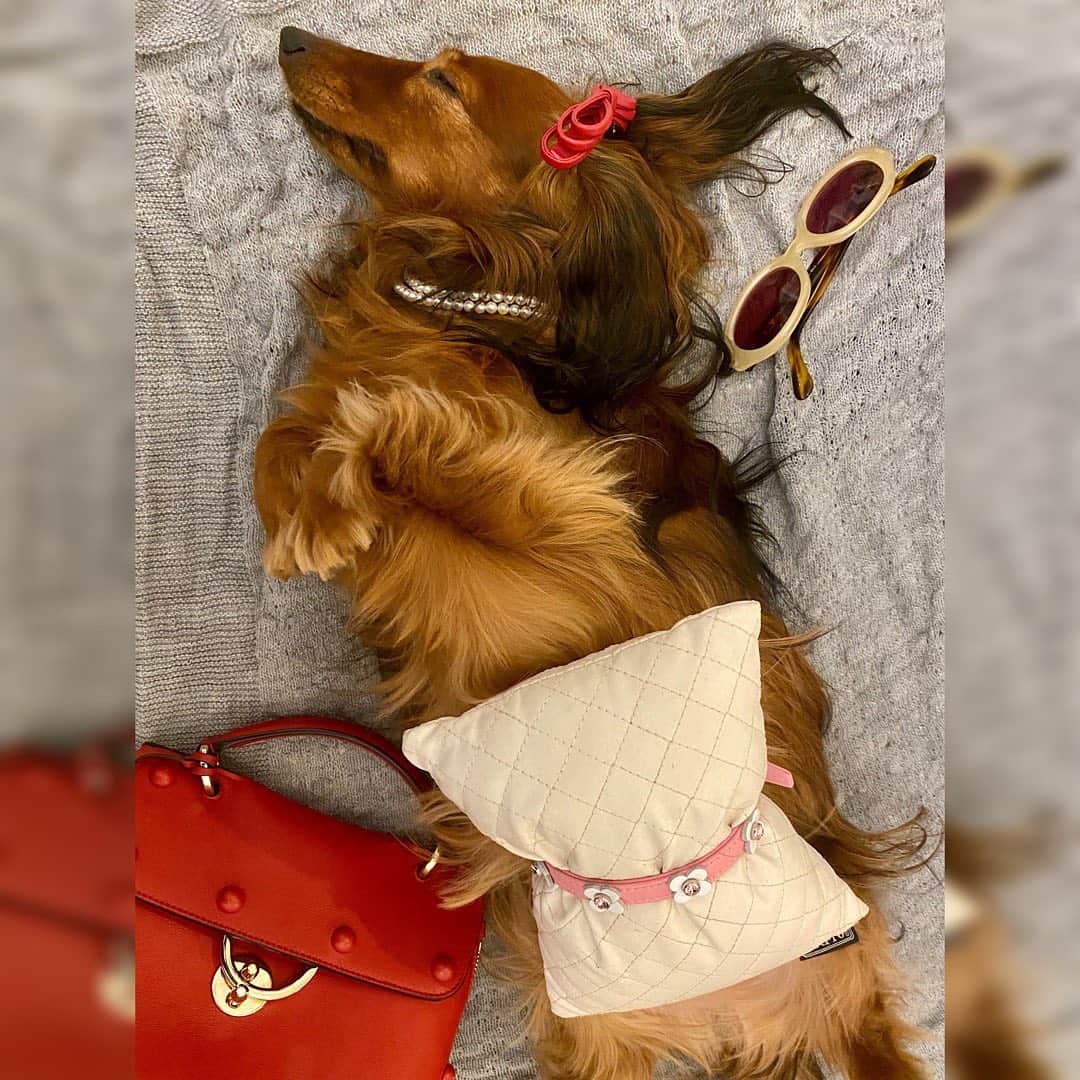 金山睦さんのインスタグラム写真 - (金山睦Instagram)「うちの弁才天にも、流行りのクッションのやってあげました🐶👗👜🎀 #おうち時間　#愛犬　#fashion #dog #dogstagram #dachshund #stayhome」4月26日 20時15分 - kanayama_chika
