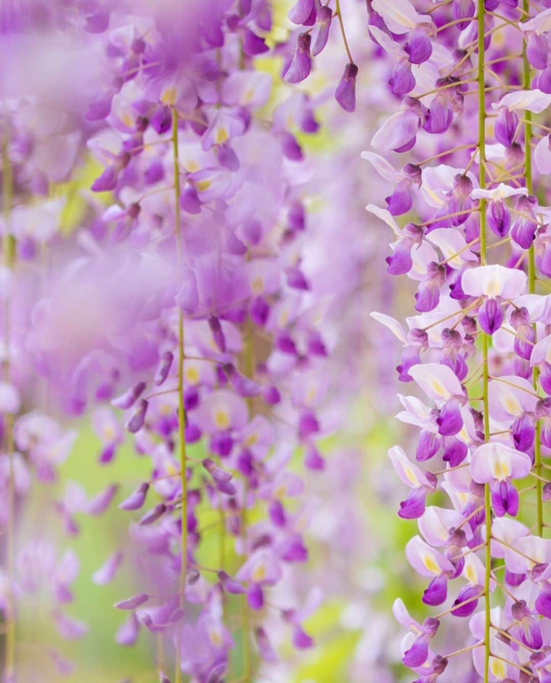 kyoko_zzzのインスタグラム：「Wisteria curtain  #wisteriaflowers #藤の花」