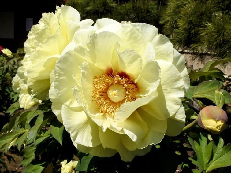 中山美香さんのインスタグラム写真 - (中山美香Instagram)「美し☺︎ . . . #花 #牡丹 #flower #fleur  #red #pink #white #yellow」4月26日 21時09分 - mika5nakayama
