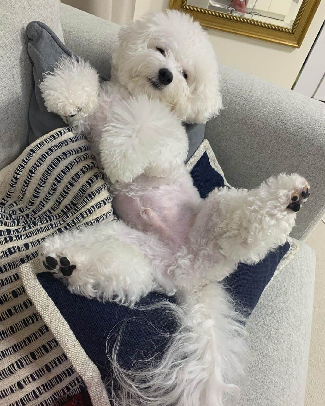 ハナマサのインスタグラム：「バレリーナみたい。 今日も関節柔らかまる。  #hanamasagram #ハナマサグラム　#はなまさ　#ビションフリーゼ」