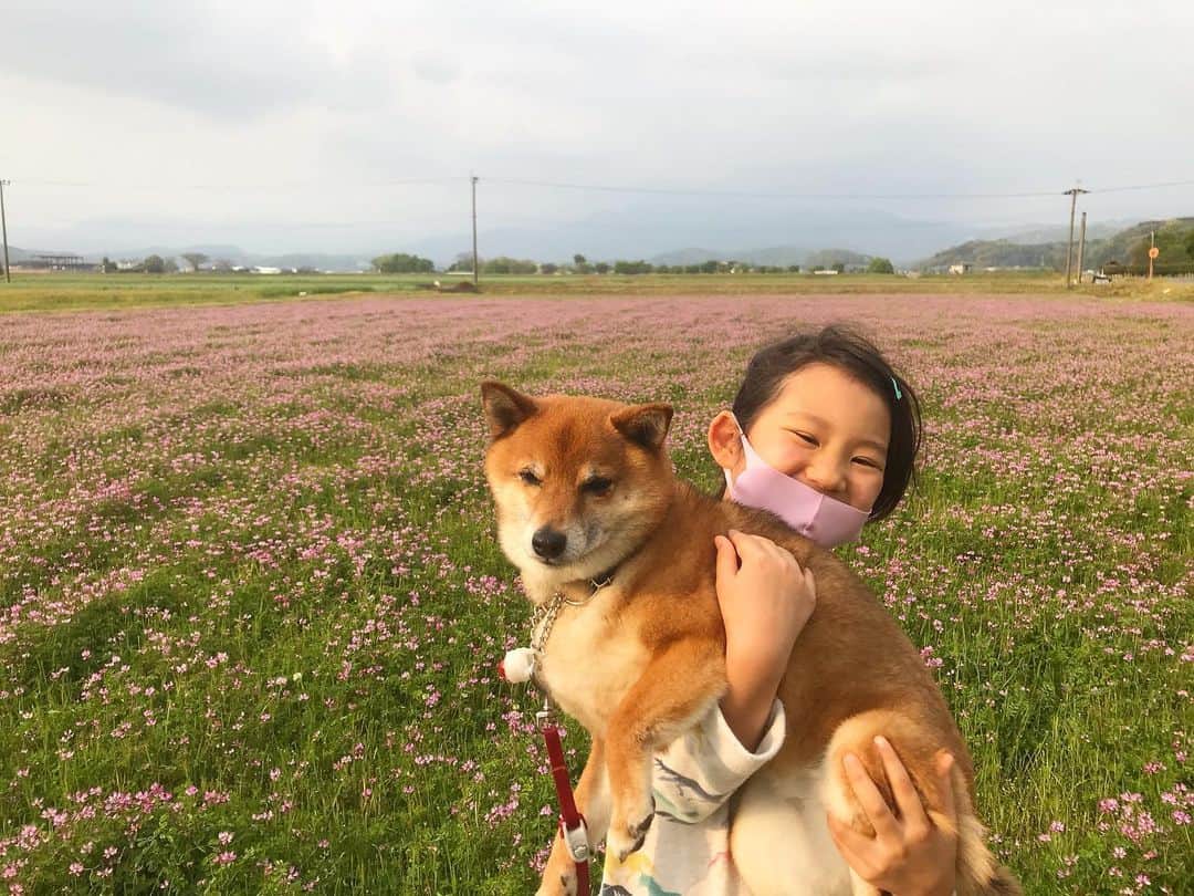 柴犬はなこ Shibainu Hanakoさんのインスタグラム写真 - (柴犬はなこ Shibainu HanakoInstagram)「あいにくの曇天だったけど、お散歩中にれんげ畑を発見🐕🚶‍♀️🐾👣 れんげの匂いがふわふわしてて、気持ちもリラックス🍀香りも利用して気分転換しなきゃね #shiba #dog #shibainu #kid #犬　#柴犬　#犬とこども　#れんげ」4月26日 21時28分 - kiki_beee