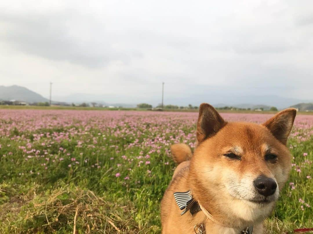 柴犬はなこ Shibainu Hanakoさんのインスタグラム写真 - (柴犬はなこ Shibainu HanakoInstagram)「あいにくの曇天だったけど、お散歩中にれんげ畑を発見🐕🚶‍♀️🐾👣 れんげの匂いがふわふわしてて、気持ちもリラックス🍀香りも利用して気分転換しなきゃね #shiba #dog #shibainu #kid #犬　#柴犬　#犬とこども　#れんげ」4月26日 21時28分 - kiki_beee