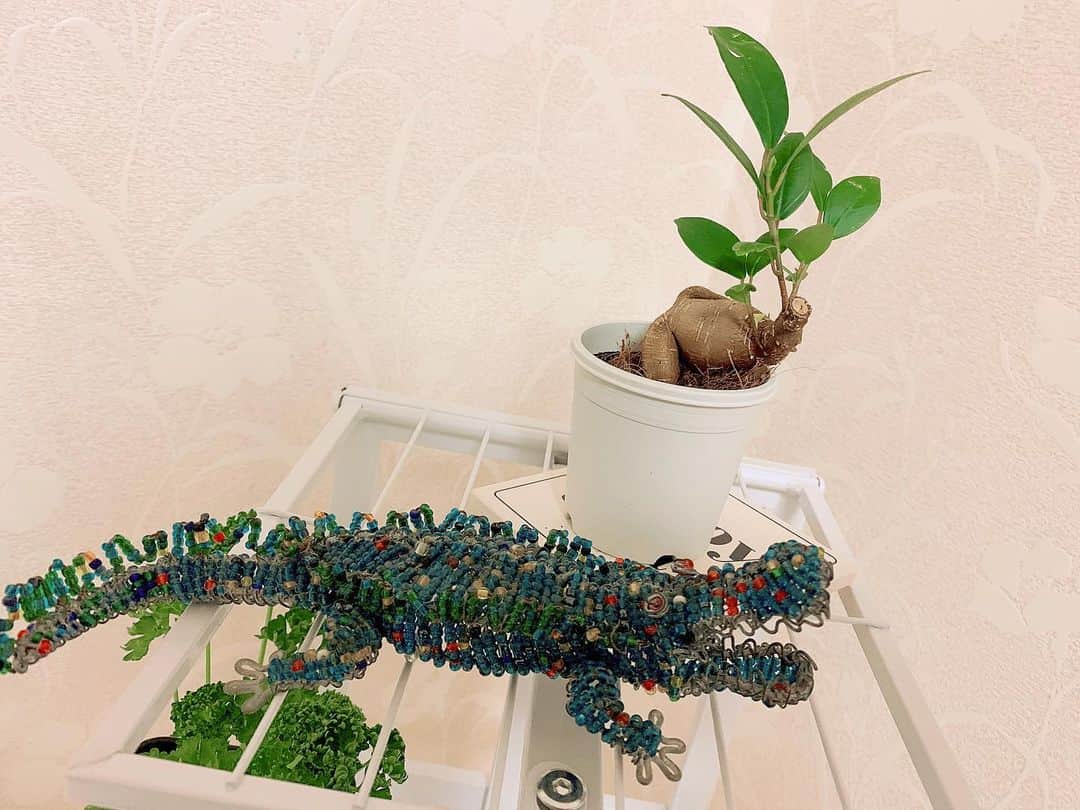 秋山ゆずきのインスタグラム：「. . ちっこいガジュマルさん。 夢はでっかいガジュマルさんになる事だって。 ワニがまだガジュマルさんがちっちゃいから 守ってあげてるらしい。🐊 でっかいガジュマルさんになるまでに 何十年くらいかかるのかな。 ちなみにこのワニは 100日後死にません。 . . #stayhome  #stayathome  #100日後に死ぬワニ  #100日後に死なないワニ #ガジュマル #ガジュマルの木  #ガジュマルのある暮らし」