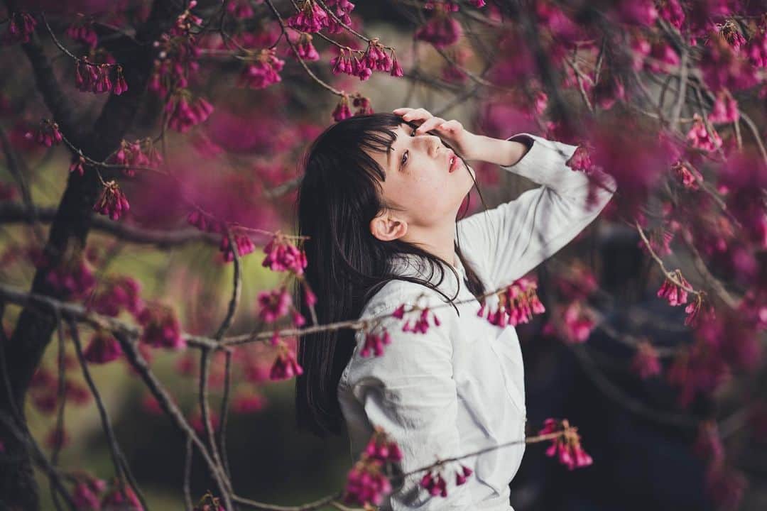 イルコ光の魔術師のインスタグラム：「今日もアップでーす❗️もう三日間休んじゃったね〜❗️毎日真面目にアップしよう❗️イェーイ❗️右からストロボ1灯でライティング❗️. . モデル: @haza_ma . . 新しい @ilkomobile アカウントにiPhoneで撮ってるポートレートもアップしますよ！いい光があればカメラ&レンズはなんでもいいと思います . . #ストロビスト #ポートレート #花見 #135mm #Sigma #instagramjapan #青森 #東京カメラ部 #ig_today #igersjp #tokyocameraclub #instalike #instagramhub #team_jp_ #vscogoodshot #strobist #strobistlighting #portrait_perfection #iphonephotography #イルコ #光の魔術師 #桜 #instagramhub #カメラ女子 #iphoneography  #lovers_nippon #ファインダー越しの私の世界 #写真好きな人と繋がりたい #portrait」