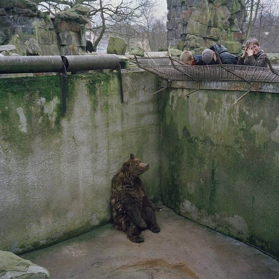 bestvacationsのインスタグラム：「So, you’re tired of isolation? ‏‏‎ ‎  As COVID-19 has forced the world to quarantine, we’ve all felt the effects of isolation — depression, anxiety, loneliness. Animals experience these same emotions. As humans, we tend to lack empathy for others until we’ve experienced their situation ourselves. But now that we’ve felt the suffering of captivity, let’s extend empathy toward the other living beings that we share this planet with.  Millions of animals have been isolated their entire lives. In isolation, these animals exhibit concerning behaviors including self-harm. Mental health is not a uniquely human trait. This is not normal.  So, you’re tired of isolation? These animals have been isolated their entire lives. No living being should live in captivity. We are guests of this planet, not masters. @earth」