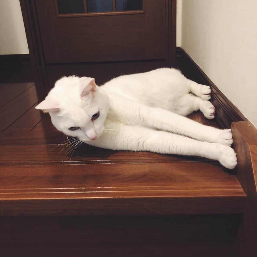 マーシュ彩さんのインスタグラム写真 - (マーシュ彩Instagram)「今日も可愛いです。 ありがとう #写真撮ってなさすぎて猫ちゃんばっかになってしまう」4月26日 23時19分 - ayamarshofficial