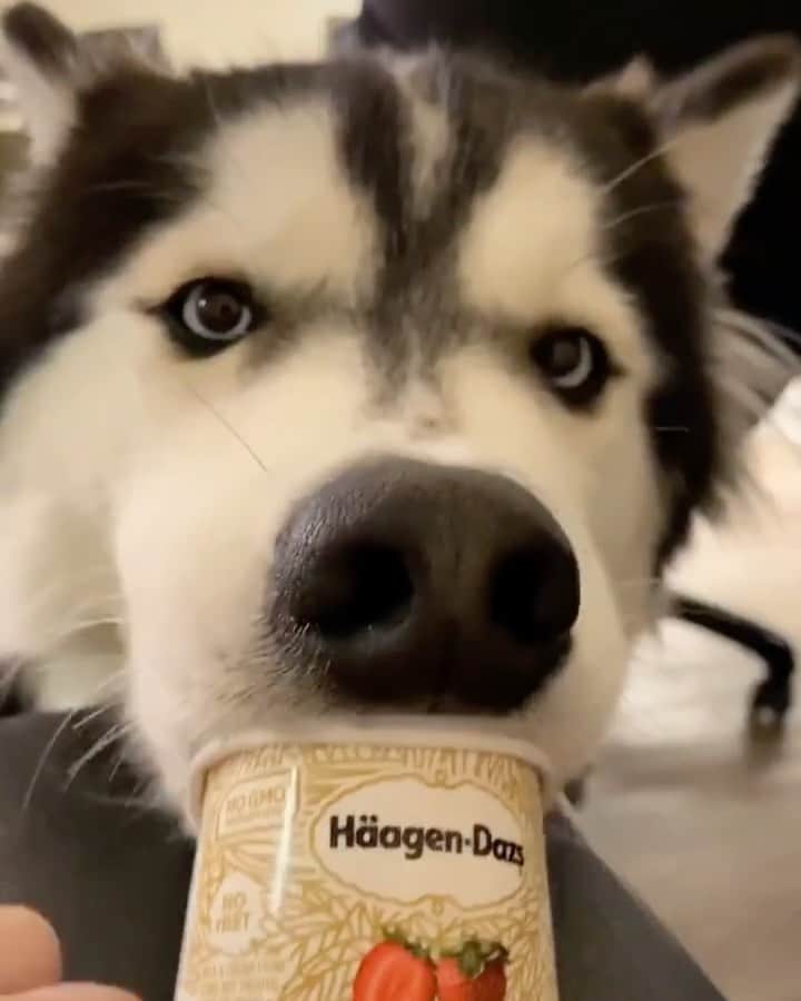 husky and malamuteのインスタグラム：「Drinking yogurt will make me full of energy.🤣🤣🤣 follow @alaskandaily （Twitter：alaskandaily）for more cute pic and video.😜 ……………………………………………………………… Each video was approved by the original author. But  don't have a Instagram account. We are first one post those video. So watermark credit @alaskandaily ……………………………………………………………… #alaskan#malamute#alaskanmalamute#alaskanhusky#malamutesofinstagram#puppylife#puppylove#puppydog#puppylover#dogdays#malamutepuppy#huskies#huskeypuppy#huskeiesreq#siberian#huskeiesofig#dogslife#dogsofnyc#cutedog#cutedogs#huskeypics#huskeylovers#huskygram#huskeylove#huskiesofinstagram#dogsofnyc#husky#狗」