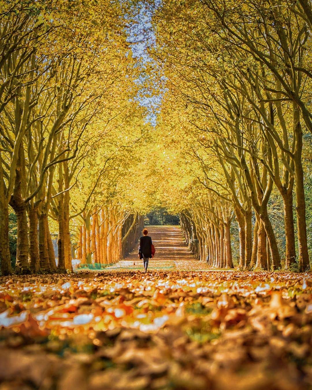 nathparisのインスタグラム：「PARC DE SCEAUX... . Envie de nature et d’espace ! Je ne vais pas assez souvent dans ce parc, après le confinement je profiterai de ces allées et de cette magnifique nature 🌿🍂🍃 Prenez soin de vous 💛 . Photos (2014-2015) . Envy of nature and space! I do not go often enough in this park, after containment I will take advantage of these paths and this magnificent nature 🌿🍂🍃 Take care and stay safe 💛」