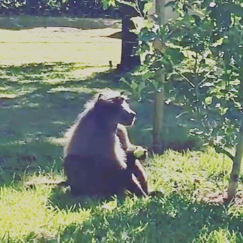 Thomas Peschakのインスタグラム：「Turn the sound on for this one :-) Before the Covid lockdown a baboon helped himself to the last of our apples growing around the @thomaspeschak studio in the mountains outside of Cape Town. This male Chacma baboon rarely spends time with the rest of the troop and for him social distancing pays off by getting all the apples for himself. Video by @swimcyclerundog」