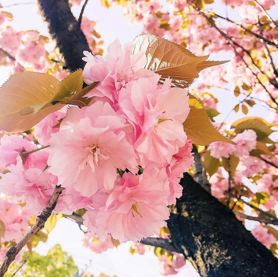 平塚市さんのインスタグラム写真 - (平塚市Instagram)「* 【おうちで#hiratsukagood】 本日の撮りため写真は八重桜。 小さなブーケのよう🌸 ㅤㅤㅤ お出かけできないおうち時間を 少しでも楽しんでもらうため、 撮りためた平塚の写真を投稿する #_h_i_r_a_t_s_u_k_a_g_o_o_d を提案中。 ㅤㅤㅤ #ソーシャルディスタンシング にちなみ、 ハッシュタグにも２ｍ距離を置いてもらいました。 ㅤㅤㅤ あなたが撮影した平塚のお気に入り写真を このハッシュタグで紹介してね。 (もちろん、#hiratsukagood もお忘れなく♪) * #手をつなぎたくなる街 #hiratsukagood #hiratsuka#平塚 #kanagawaphotoclub #_h_i_r_a_t_s_u_k_a_g_o_o_d #アンダーバー1つにつき2メートル #ソーシャルディスタンシング #socialdistance #socialdistancing #写真好きな人と繋がりたい #写真撮ってる人と繋がりたい #写真整理#過去pic #サクラ#さくら #桜#八重桜」4月27日 11時56分 - hiratsukagood