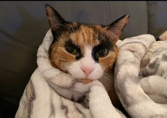 リリーのインスタグラム：「Sunday snuggles ⏩ . . . . . #lillycrazyeyes #quarantine #stayhome #catsofinstagram #9gag #calico #instacat #meowstagram #meow #meowdel #wednesday #instacalico #calico  #sunday #sundayfunday」