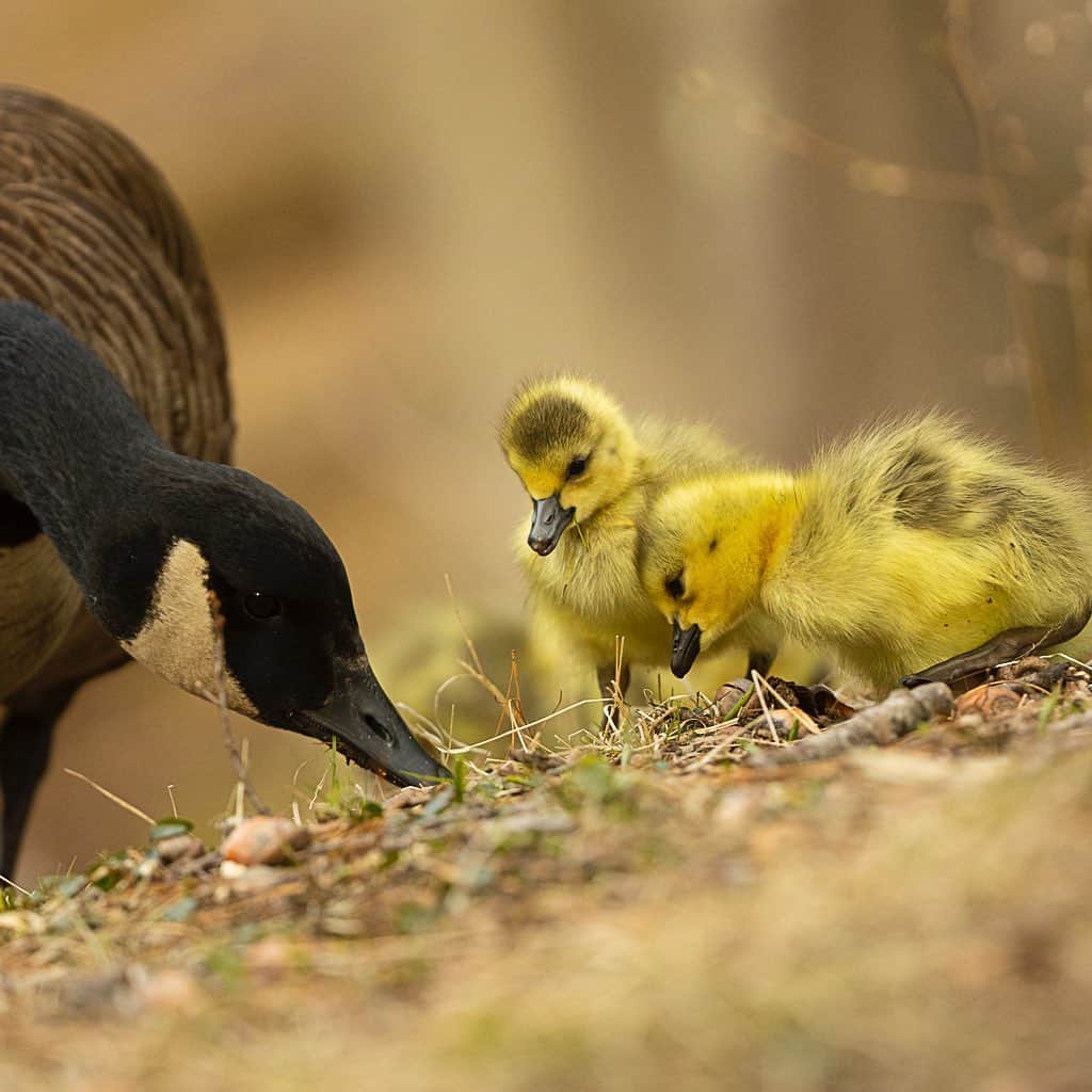 Tim Lamanさんのインスタグラム写真 - (Tim LamanInstagram)「Photos by @TimLaman.  Anyone need a cuteness fix?  Yesterday I photographed these Canada Geese goslings at a pond near my home in suburban Massachusetts.  Just a few days old, they are good at following mom, watching her to learn what to eat, and snuggling under her wing.  Swipe and enjoy. See my selection of bird-biased fine art at www.timlamanfineart.com. #makewayforgoslings #massachusetts #birds」4月27日 10時45分 - timlaman