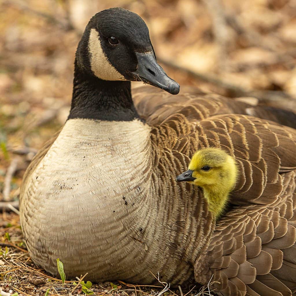 Tim Lamanさんのインスタグラム写真 - (Tim LamanInstagram)「Photos by @TimLaman.  Anyone need a cuteness fix?  Yesterday I photographed these Canada Geese goslings at a pond near my home in suburban Massachusetts.  Just a few days old, they are good at following mom, watching her to learn what to eat, and snuggling under her wing.  Swipe and enjoy. See my selection of bird-biased fine art at www.timlamanfineart.com. #makewayforgoslings #massachusetts #birds」4月27日 10時45分 - timlaman