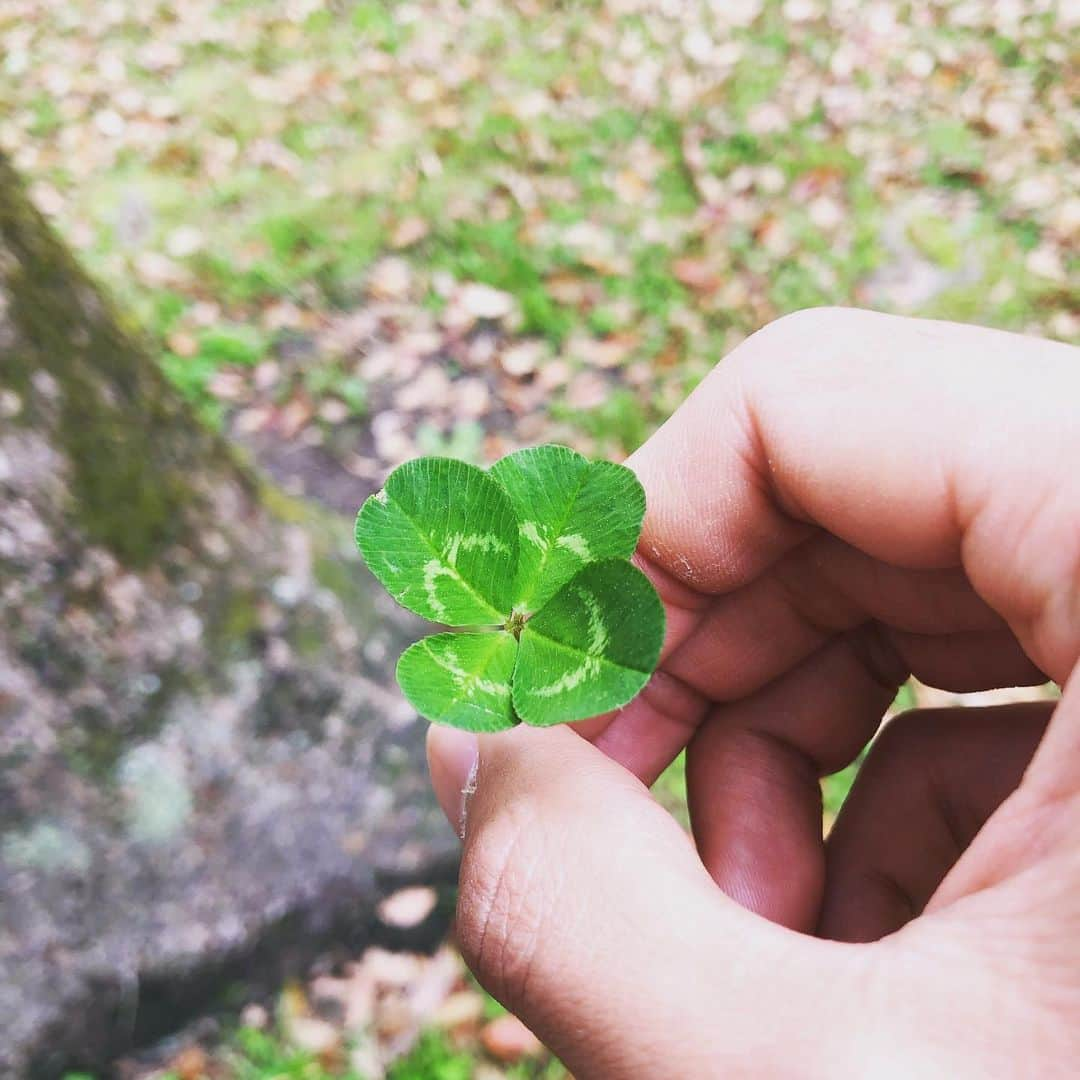 三浦弦太さんのインスタグラム写真 - (三浦弦太Instagram)「先日散歩をしている時に見つけました🍀 #みんなで乗り越えよう #幸運のおすそわけ」4月27日 10時58分 - genta_miura301