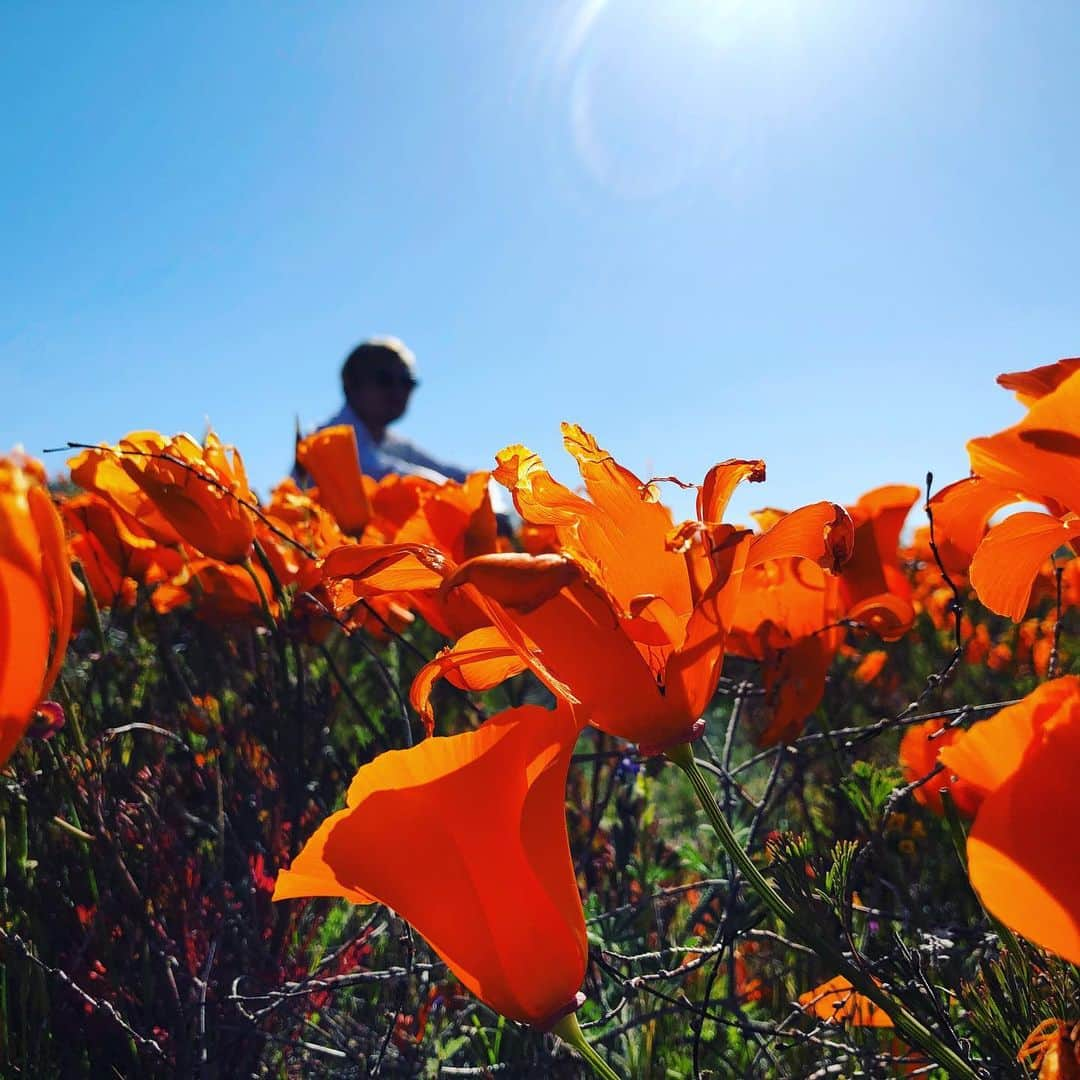 アキテリヤキさんのインスタグラム写真 - (アキテリヤキInstagram)「#stayhome  https://youtu.be/YKkejrYlHJs  #stayhomestaysafe  #losangeles  #relax #flower #antelopevalley  #minivish  #アメリカ #ロサンゼルス #癒し #ヒーリング #ミニビッシュ #アキテリヤキ」4月27日 11時14分 - minivish11