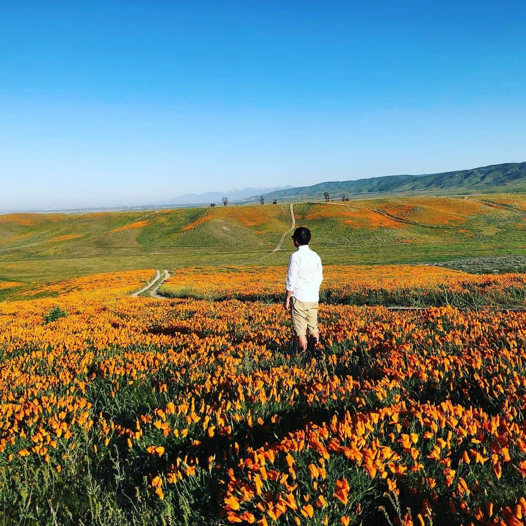 アキテリヤキさんのインスタグラム写真 - (アキテリヤキInstagram)「#stayhome  https://youtu.be/YKkejrYlHJs  #stayhomestaysafe  #losangeles  #relax #flower #antelopevalley  #minivish  #アメリカ #ロサンゼルス #癒し #ヒーリング #ミニビッシュ #アキテリヤキ」4月27日 11時14分 - minivish11