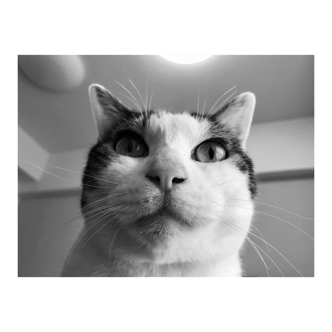 赤間紫動のインスタグラム：「#stayathome #choco #🐾」