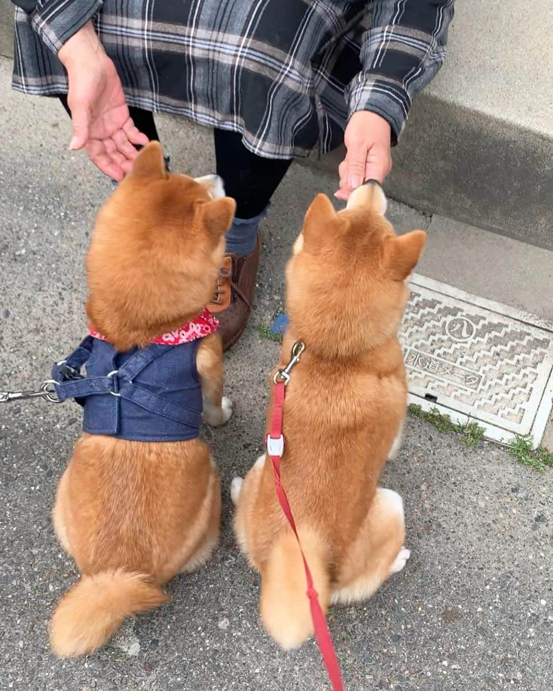 豆柴 サニーちゃんさんのインスタグラム写真 - (豆柴 サニーちゃんInstagram)「. . HELLO〜こんにちわんわん🐻🐶🎶 . 昨日のお散歩は近くに住む お義父さんお義母さんに会いに行ってきたよ🌷 . お義父さんもお義母さんも 優しくて、遊んでくれて 出来たらちゃんと褒めてくれて おやつもくれる大好きな人〜💓 . 尻尾がブンブン、さにちゃん🐻 後ろ姿で感情バレちゃうよw 嬉しくって甲高い声が出ちゃう〜 おやつくれるの知ってるもんね！ . ハーネスが着れなくなって 裸んぼのラムちゃん🐶 サニちゃんに邪魔されながらも 上手にお座りできました〜！ . . #本日のさにらむ散歩 #うれしさ大爆発 #尻尾ブンブン #語る後ろ姿 #その尻尾でお顔ペシペシされたい #おやつください🍪 #お座りすると願いが叶うと信じてる #名古屋弁 . #柴犬#豆柴 #赤柴#豆柴子犬 #まめしば#いぬのきもち#ふわもこ部 #サンデイ#サンデイいぬ組#anicas#shiba_snap #shibainu#shiba#mameshiba#shibastagram #mameshibapuppy#shibapuppy #豆柴サニーちゃん#豆柴ラムちゃん#さにらむたん #さにらむ2020#シマホスマイル」4月27日 11時39分 - sunny_rei_32