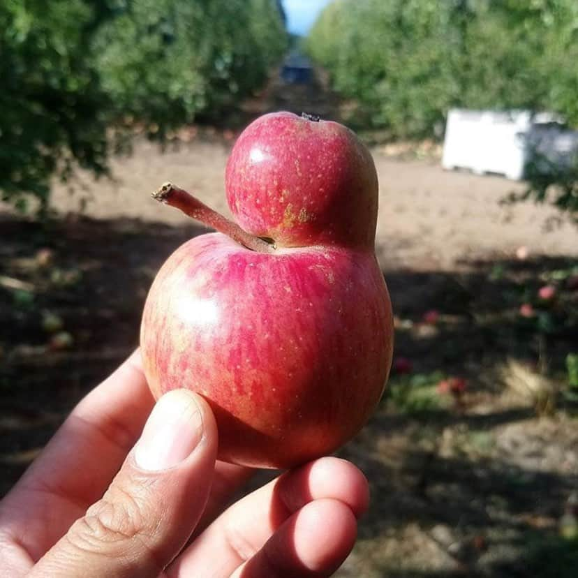 uglyfruitandvegさんのインスタグラム写真 - (uglyfruitandvegInstagram)「‪Piggyback Apple! Pic by @nicolas.a.land ‬」4月27日 6時37分 - uglyfruitandveg