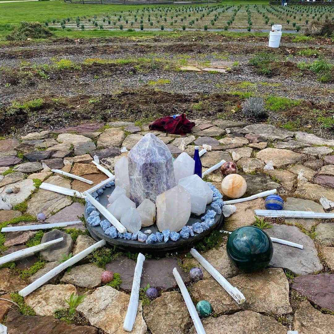 ベラ・ハディッドさんのインスタグラム写真 - (ベラ・ハディッドInstagram)「We finally re-Planted our 1500 lavender babies😇Proud❤️」4月27日 6時50分 - bellahadid