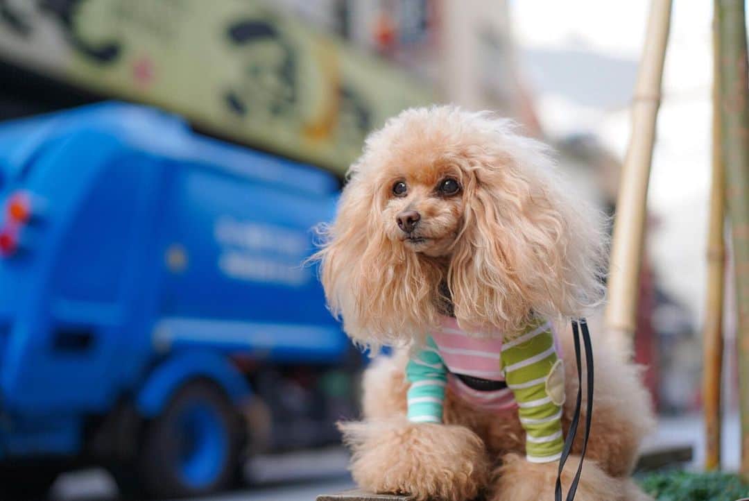 Toypoodle Mikuru?Asakusa Tokyoのインスタグラム：「20200427 Monday. Good morning! Friends 💕 清掃車とみくるん🆒 . 今日はお散歩スタートから機嫌が良いみくるん💓 いつも出だしはグダグダなんだけどなぁ😅 . #浅草散歩 #清掃車 #コロナに負けるな . 後10日で緊急事態宣言期限がくるけど、延長になるのかなぁ...🥺 GWのみきゅるんと旅行もキャンセル。 えーん😢 . みんなみんな我慢してるんだもんね。 うん。」