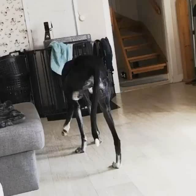 DogsOf Instagramのインスタグラム：「“This little old lady has a peculiar tic. She decides that some floors are impossibly slippery from time to time. If we put carpet runners down, she has problems walking on them without tensing up and then ending up like Bambi on ice.  Luckily she has (by her self) developed an interesting technique to solve the problem. If she moves backwards across those floors, they are no longer slippery! It’s like magic 😂  So now she can calmly and without stress, get up on the sofa for snuggles and naps. I’m very proud of her since this technique she has developed gives her confidence and autonomy and has taken away the risk of her hurting herself on our 'non slip' carpets. Crazy Havana 😂😂 How cool isn’t this solution for an imaginary problem? 😁❤️” writes @quirbachdogs  #dogsofinstagram」