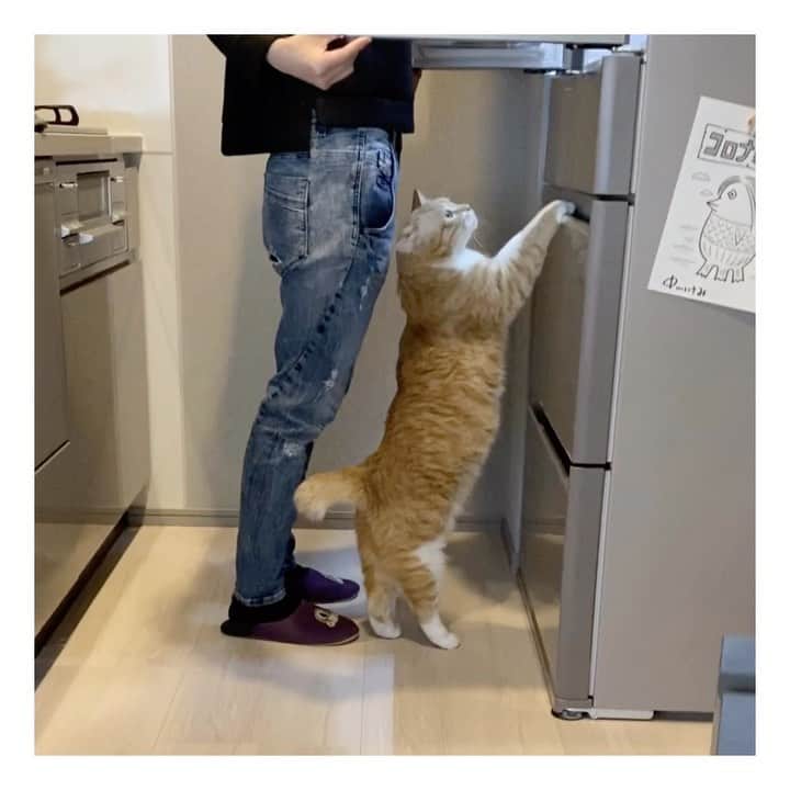 のインスタグラム：「＊ 今日のご飯はなぁに？byぐ。 ・ #カリカリですが ・ Guppy "What are we eating?"」