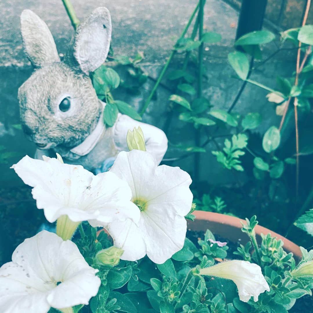 中野敬久さんのインスタグラム写真 - (中野敬久Instagram)「#rabbit #peterrabbit #flowers #white #flowersoflife #hope」4月27日 8時58分 - hirohisanakano