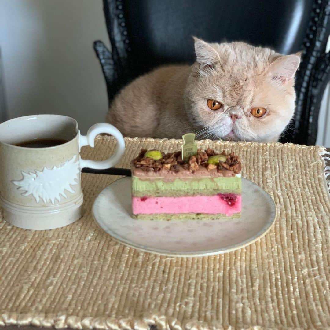 マッシュさんのインスタグラム写真 - (マッシュInstagram)「おはようございマッシュ！ 内緒でtamalinと ケーキを食べた事を ポテ吉は怒っていたそうです。 #内緒 #バレた #ポテ吉 #ごめんね #見てるだけ #だけど #mash1126a  #マッシュのぺちゃんこライフ #cat #マッシュ #エキゾチックショートヘア #ねこ#ネコ #猫　 #kitty  #猫部 #ねこ部 #ねこあつめ #にゃんだふるらいふ #猫莫迦 #catstagram #ExoticShorthair #catsofinstagram #catsosofinstagram #katten #kitten #instacat」4月27日 8時51分 - mash1126a