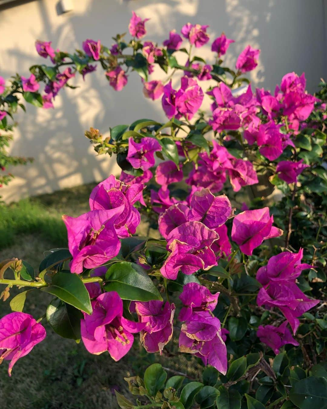 杉ありささんのインスタグラム写真 - (杉ありさInstagram)「good morning🌿 毎日同じことの繰り返しになりがちな近頃。 なので、昨日食事や運動や家での過ごし方などを見直して目標、ルール、を考えていました🌼 でも無理は禁物。 あくまで楽しく続けないとね😊 ココロ、もとっても大切です🌱 いつも応援してくださっている皆さんとここで繋がっていることやコミュニケーションが取れることも楽しみの一つなので色々できることを考えています💓 もっとお話したいなぁ🧡 いつもコメントやメッセージなど楽しみにしています！ありがとうございます💛 今日もみんなが笑顔溢れる1日になりますように😊💞 #皆さん今日は何をしますか？🧚‍♀️」4月27日 9時16分 - itsmeariiisa