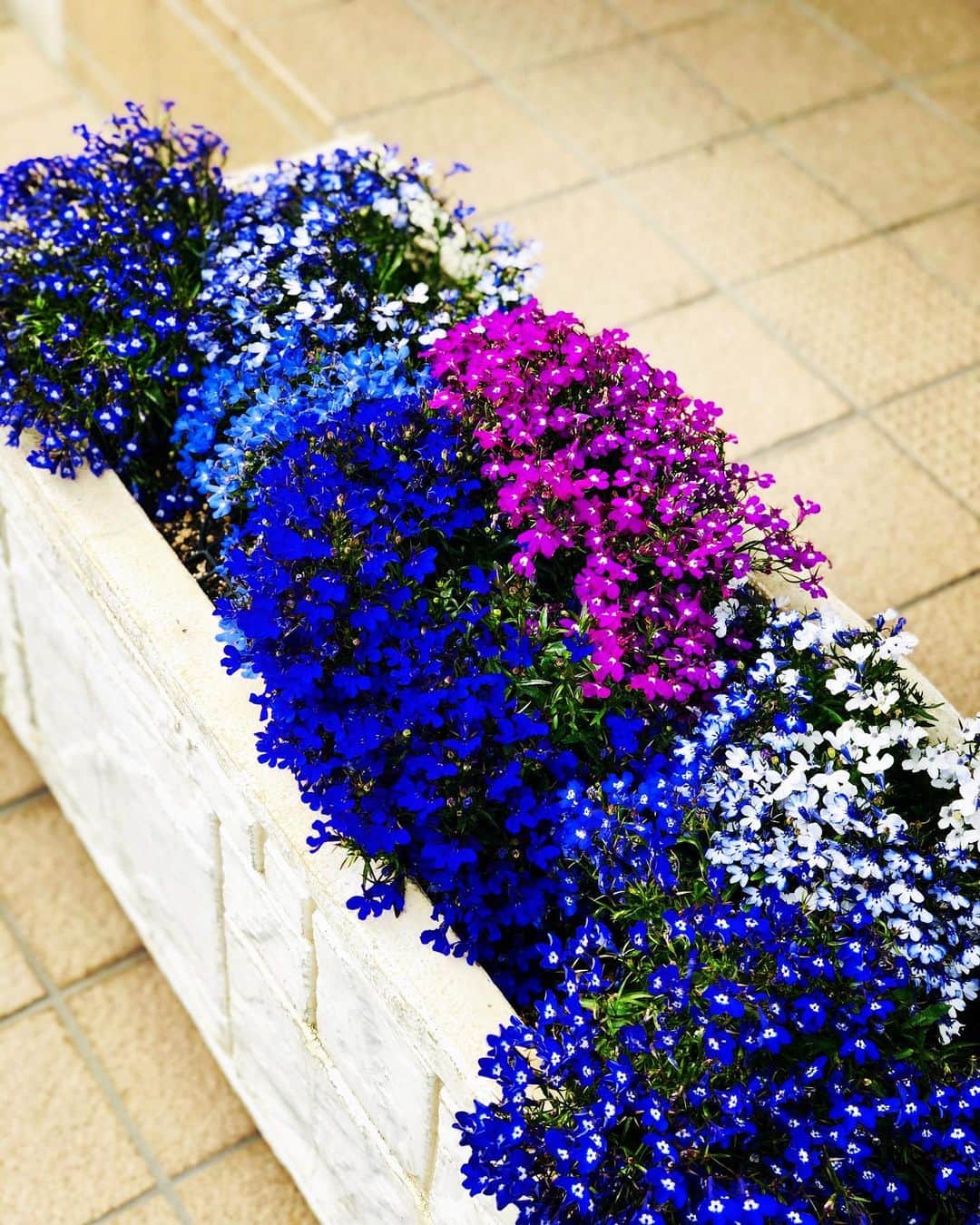 名越康文さんのインスタグラム写真 - (名越康文Instagram)「昨日　#紫　が映える日でした。」4月27日 9時25分 - nakoshiyasufumi