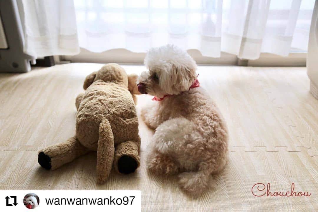 カメラのキタムラさんのインスタグラム写真 - (カメラのキタムラInstagram)「#Repost @wanwanwanko97  様 • • • • • • . .  ねぇ キミも聞いてる❓ . ステイホームなんだってー🏠 . . #外出自粛 #toypoodle #toypoo #dog #best_moments_pet #best_dog_audition #east_dog_japan #all_dog_japan #dogram_official #ig_dogphoto #rakutenpet #todayswanko #petio #inutome #everydoglover #cocopet012 #トイプードル #トイプー #イヌトミィ #いぬすたぐらむ #わんちゃんほんぽ #犬好きさんと繋がりたい #わんこ #犬のいる暮らし #愛犬 #一眼レフ練習中 #キタムラ写真投稿 #カメラガールズ #東京カメラガールズ」4月27日 9時48分 - camera_kitamura