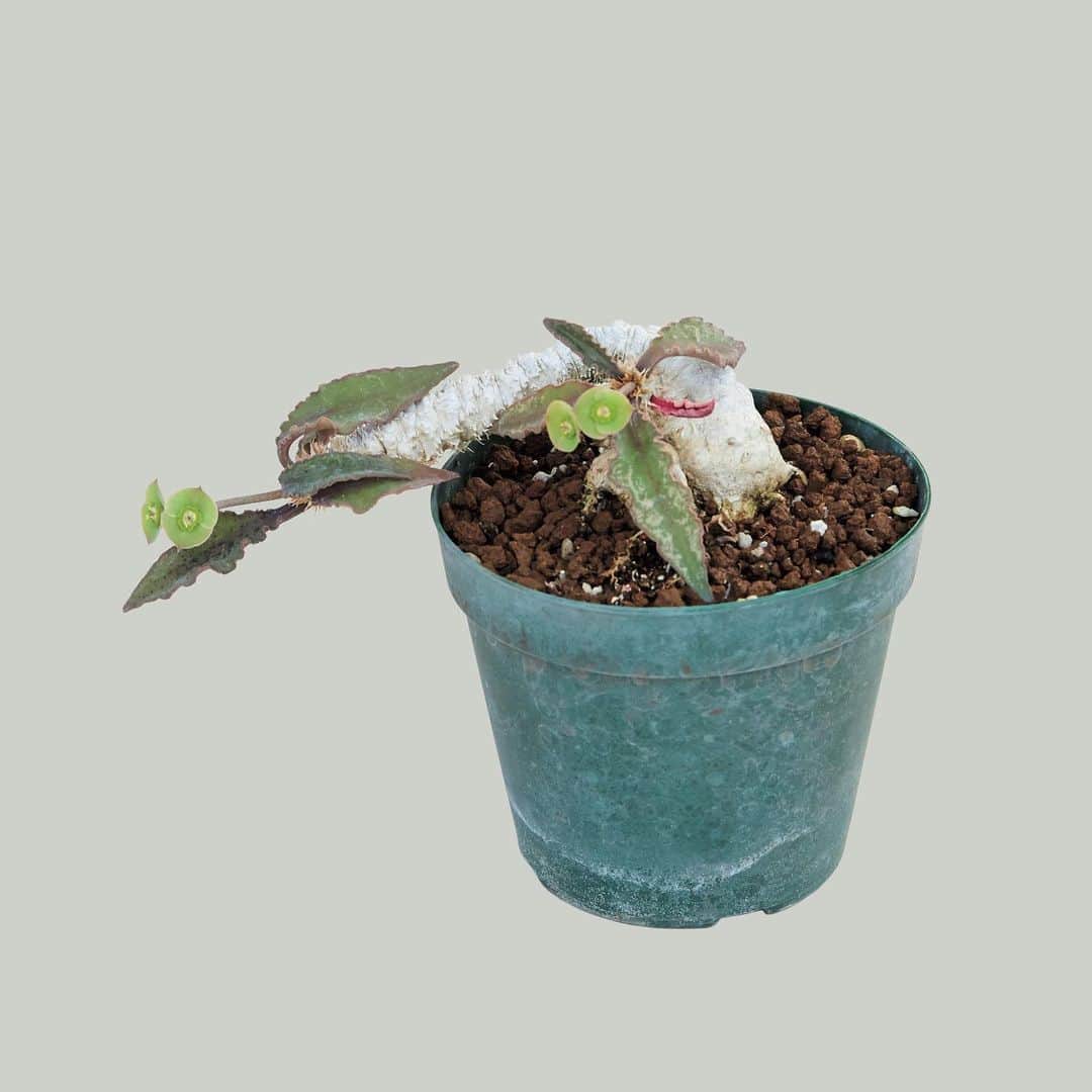 ブルータスさんのインスタグラム写真 - (ブルータスInstagram)「【珍奇植物ムック★発売中】 珍奇植物・コーデックスを育ててみよう！ コーデックスとは、自生地の極度の乾燥から身を守るため、根を太らせて貯水組織を備えた塊根植物のこと。茎が太る塊茎植物はパキカウルとも呼ぶが、広義ではそれも含めてコーデックスと称する。  Point ✓塊茎植物は間延びしやすく、肥料は禁物。 ✓盆栽的に詰まった形を目指すべし。 ✓夏型は冬、日照りを良くすると耐寒性が増す。  #BRUTUS #珍奇植物 #植物 #botanical #plants #nature #コーデックス」4月27日 9時54分 - brutusmag