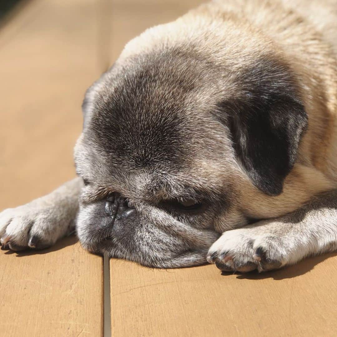 八兵衛さんのインスタグラム写真 - (八兵衛Instagram)「Basking in the sun🌞 * * いつかの #stayhome 🏠 * *  #ほぼ黒パグ #おじいちゃん犬 #pug #puggy #puglife #puglove #petstagram #pugstagram #pugsofinstagram #pugs #dog #ふわもこ部  @igersjp #IGersJP #east_dog_japan #pecoイヌ部 #八兵衛 #はちべえ #朝ワンコ夕ニャンコ」4月27日 19時50分 - huxxi