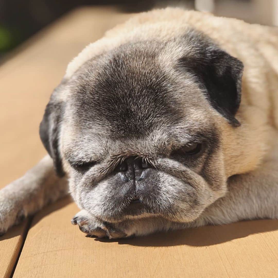 八兵衛のインスタグラム：「Basking in the sun🌞 * * いつかの #stayhome 🏠 * *  #ほぼ黒パグ #おじいちゃん犬 #pug #puggy #puglife #puglove #petstagram #pugstagram #pugsofinstagram #pugs #dog #ふわもこ部  @igersjp #IGersJP #east_dog_japan #pecoイヌ部 #八兵衛 #はちべえ #朝ワンコ夕ニャンコ」