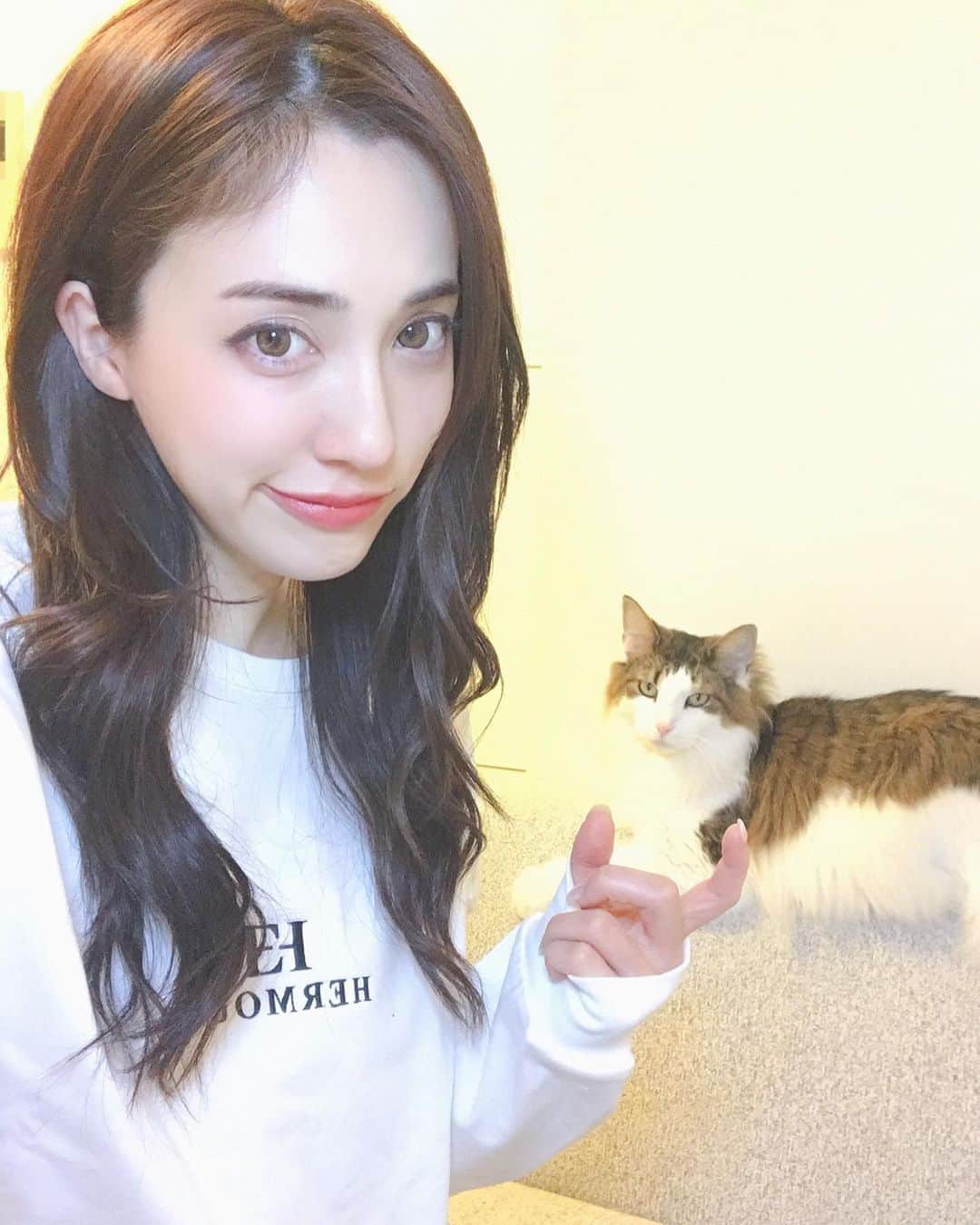 眞木美咲パメラさんのインスタグラム写真 - (眞木美咲パメラInstagram)「🐈 Somebody grumpy? Maybe just sleepy.🌙 . あくびの瞬間ゲット 小ちゃい歯が可愛いの💕 フランの眼光鋭すぎていつも怒ってみえる😂 . . . . .  #grumpycat #catvideo #catstagram #cat #norwayjanforestcat #猫#ねこ #ねこすたぐらむ #ノルウェージャンフォレストキャット  #猫動画#bigcat#love #stayhome#おうち時間#でか猫」4月27日 20時07分 - pamypamypamy