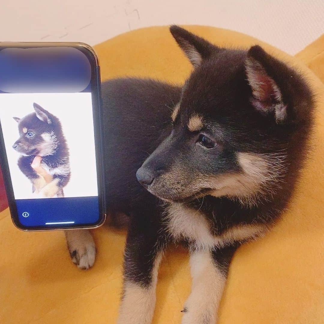 環奈（長沢菜々香の飼い犬）のインスタグラム：「鼻が伸びました。 我が子の成長は嬉しい🌱 . . . .  #豆柴#柴犬#日本犬#黒柴#黒豆柴#まめしば#しばいぬ#しば#しばすたぐらむ #こいぬ #柴  #ここ柴部#柴子犬 #shibalove #mameshiba #kuroshiba #shibainu #shiba #shibadog #shibastagram #shibastyle」